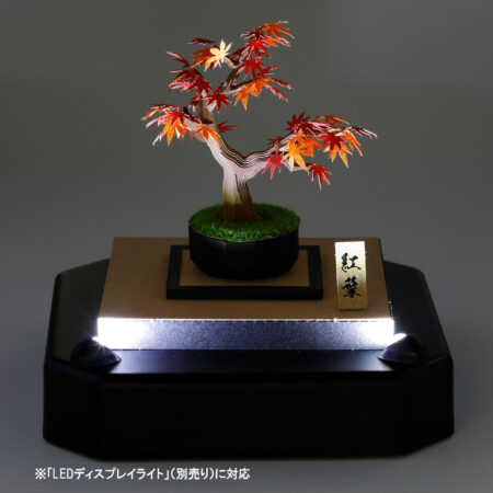 Product image of 盆栽 紅葉5